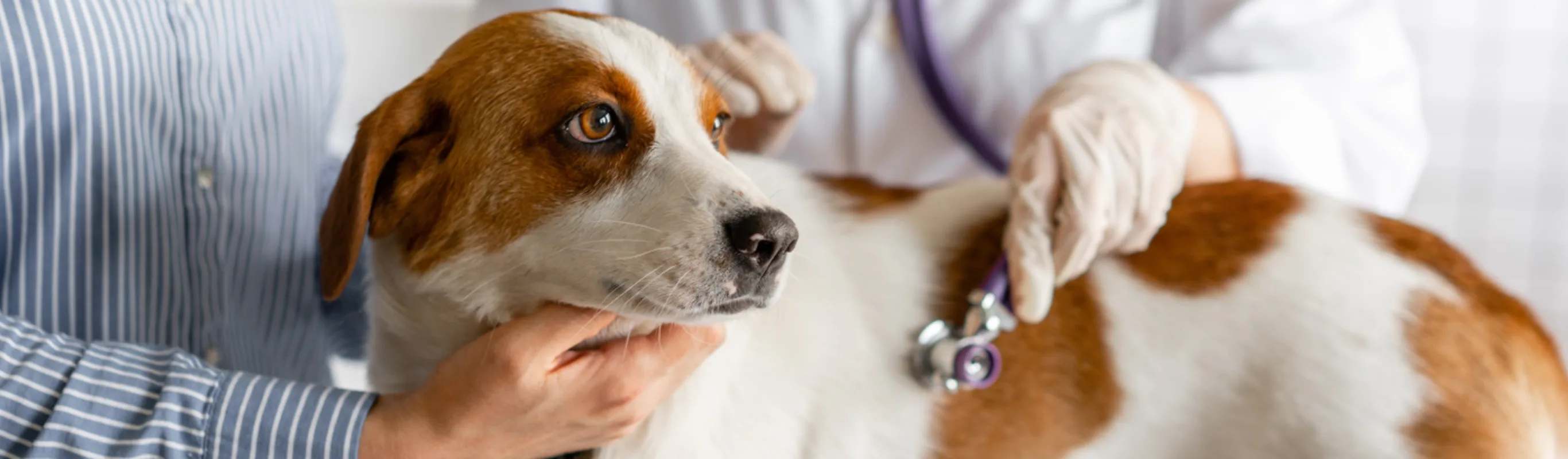 Medium white and brown dog being examined by a veterinarian with a stethoscope